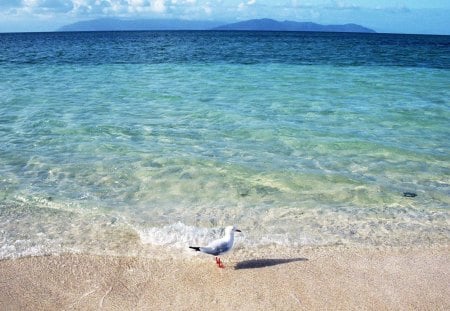 A Birds Life - Bird, ocean, Sea, Beach