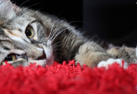 Time For A Catnap - napping, furry, precious, cat, pet, red rug, animal, cute, adorable