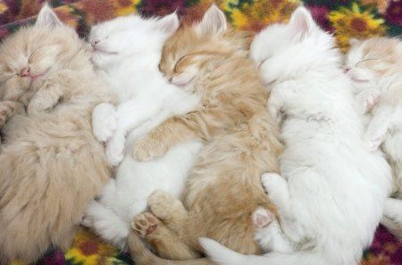 5 Cats In A Row - Cute, Sleeping, Five, Cats