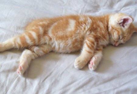 Sweet Dreams - Cute, Kitten, Sleeping, Dreaming