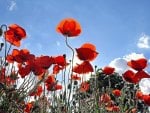 Poppies Singing To The Sky