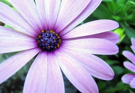 The Purple Aster - nature, purple, pretty, petals, flowers, aster, spring, pollen