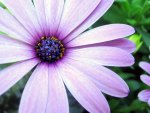 The Purple Aster