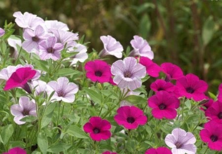 ~Colorful Petunias~ - flowers, nature, purple, spring, lovely, petunias, petals