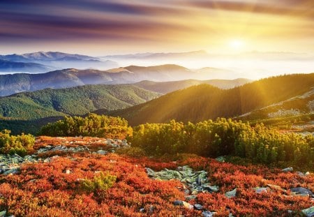 Sunset - plant, mountains, sunset, forest