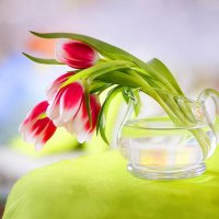 Tulips in red and white