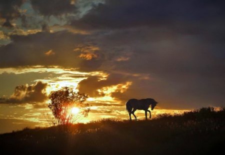 Atop the hill - hill, horse, sunset, clouds