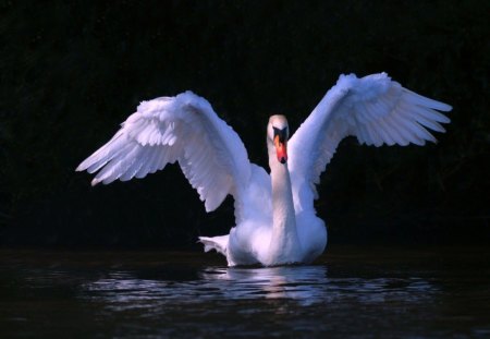 Wings - beauty, swan, wings, water, black