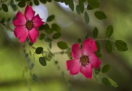 On the vine - vine, leaves, green, flowers, rose color