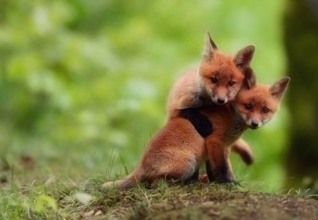 Two Small Fox - fox, forest, small, tweo