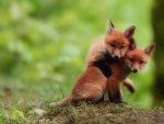 Two Small Fox