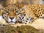 Leopard relax