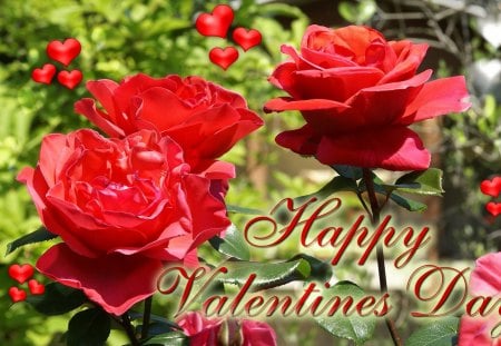 happy valentine day - valentine, roses, happy, red