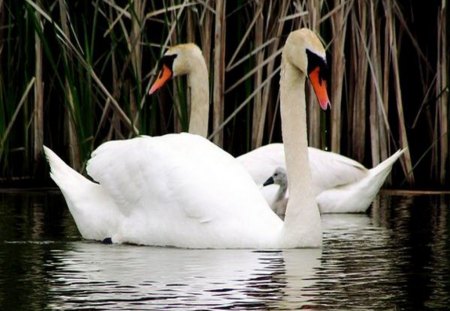 Family - white, swim, swans, mates, cygnet