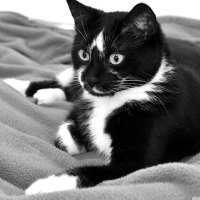 cute cat