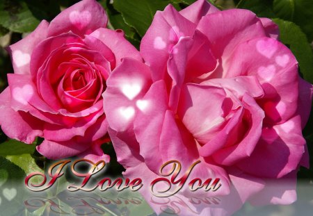 I love you - roses, love, nature, pink