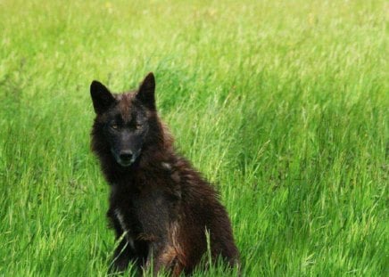 Bet You Can't Find Me - nature, dogs, black wolf, wolf, grass, animals