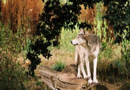 Balancing Act - trees, nature, dogs, wolf, animals