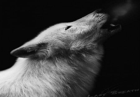 Last Breath - white wolf, dogs, animals, wolf