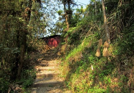 Hiking trails - house, trails, Hiking, forest, bamboo