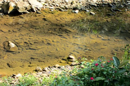 Mountain streams - streams, mountain, rock, grass, flower