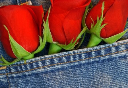 beauty of flower - beauty, rose, flower, jeans