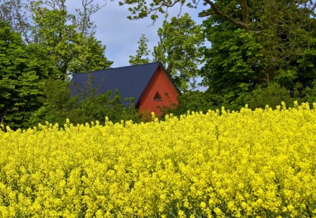 Yellow field - yellow, rapes, summer, field, spring