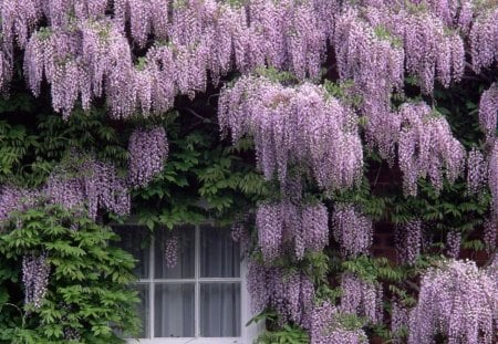 Blue wisteria - wisteria, amazing, blue, tree, flowers