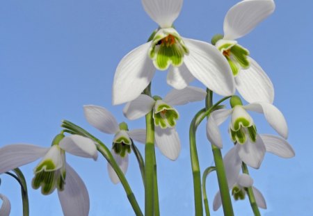 Snowdrops on blue - white, flowers, snowdrops, spring, blue