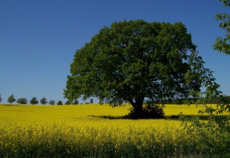 Tree in a golden field - yellow, rapes, field, tree, summer, spring