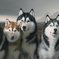 Pack of Siberian Huskies