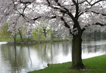 Spring at the river - river, water, blossom, spring, reflection, tree