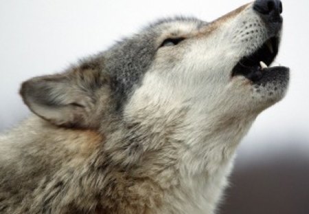 Wolf's Song - grey, howl, predator, wolves