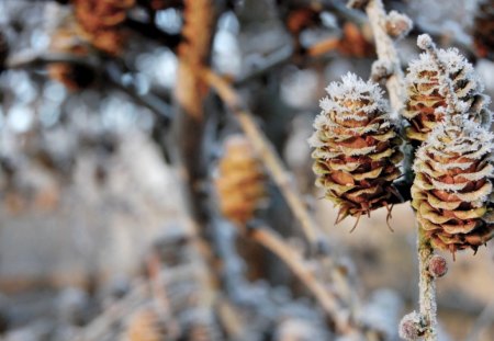 the frosty pines - frost, pines, nature, brown