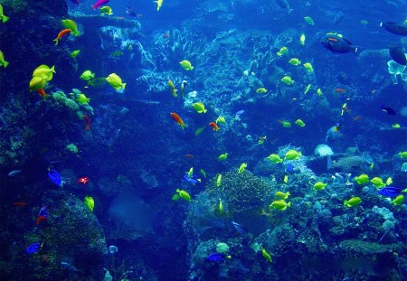 Aquarium full of Fish - Aquarium, Blue Color, Fish, rocks