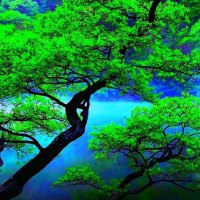 Blue river in green trees