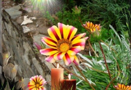 Beautiful Flowers - lights, gray tulips, photography, nature, glitter, candles burning, purple, colorful flowers, pink, pretty, beauty, flowers, sweet, yellow, still life, petals, lovely, trees, colors