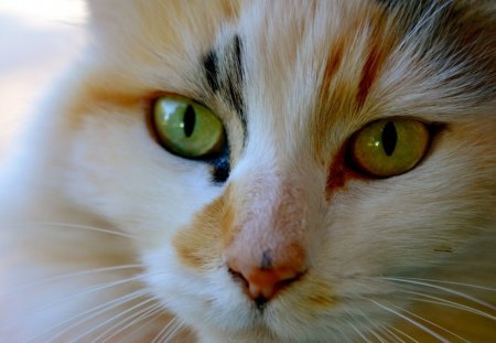 Cat - cat face, kitty, lovely, kitten, paws, face, pretty, beautiful, cats, cute