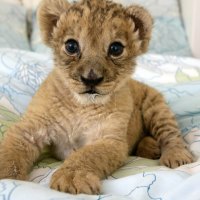 Little lion