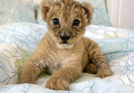 Little lion - cat face, kitty, lovely, kitten, paws, face, pretty, beautiful, cats, cute