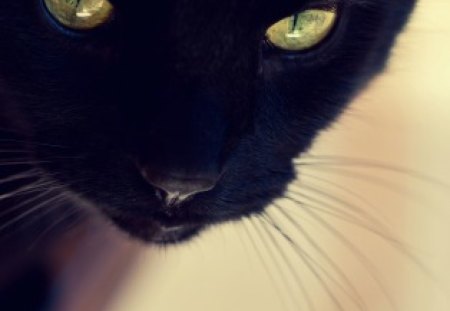 Black cat - cat face, kitty, lovely, kitten, paws, face, pretty, beautiful, cats, cute