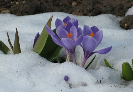 Crocuses in the snow - flowers, blue, snow, spring, crocus