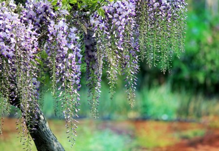 Wisteria of elegance - summer, great, wisteria, tree, blue