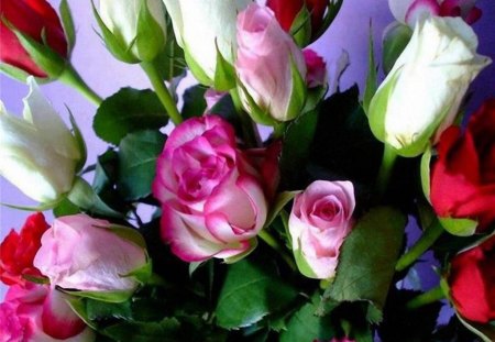 Colorful Roses - white, petal, colour, colorful roses, roses, pink, red, lovely