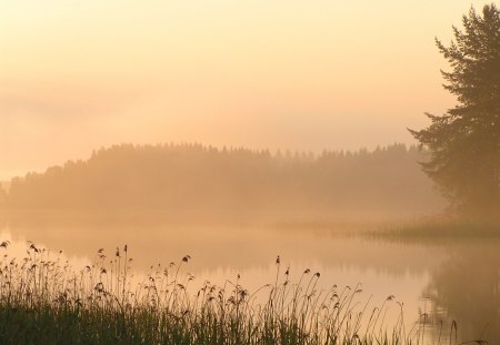 Morning mist - morning, lake, water, rush, mist