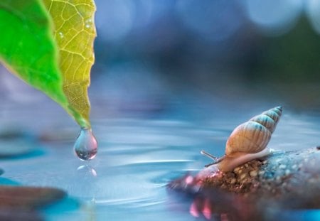 Snail - snail, water, leaf, photo, drops