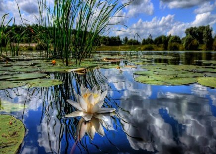 Water lily - clouds, trees, water, beautiful, water lily, beauty, forest, petals, reflection, leaves, cane, white, green, cloudy