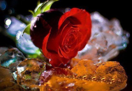 Red Rose - petal, red rose, glitter, lovely, green leaves