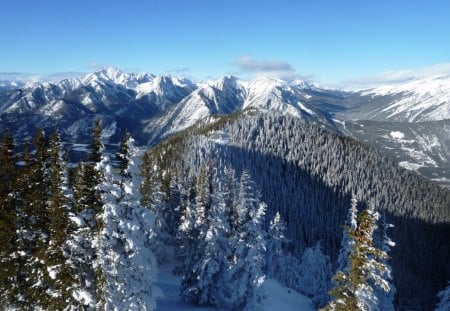 Winter at the top - nature, snow, winter, tree, mountains, peaks