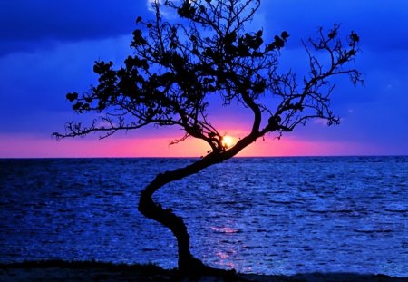 wonderful sunset behind a lonely tree - sunser, horizon, tree, sea